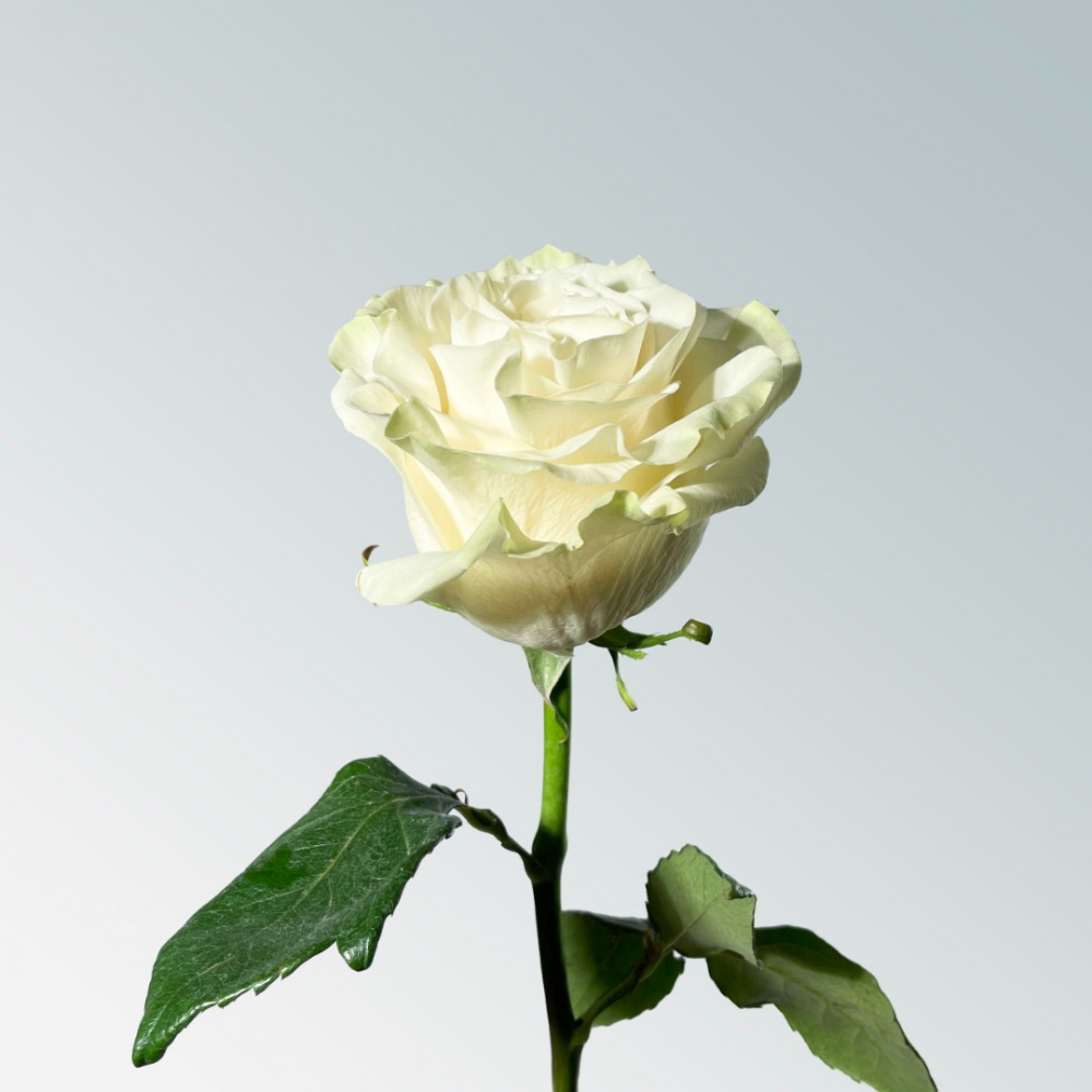 Роза белая Mondiale