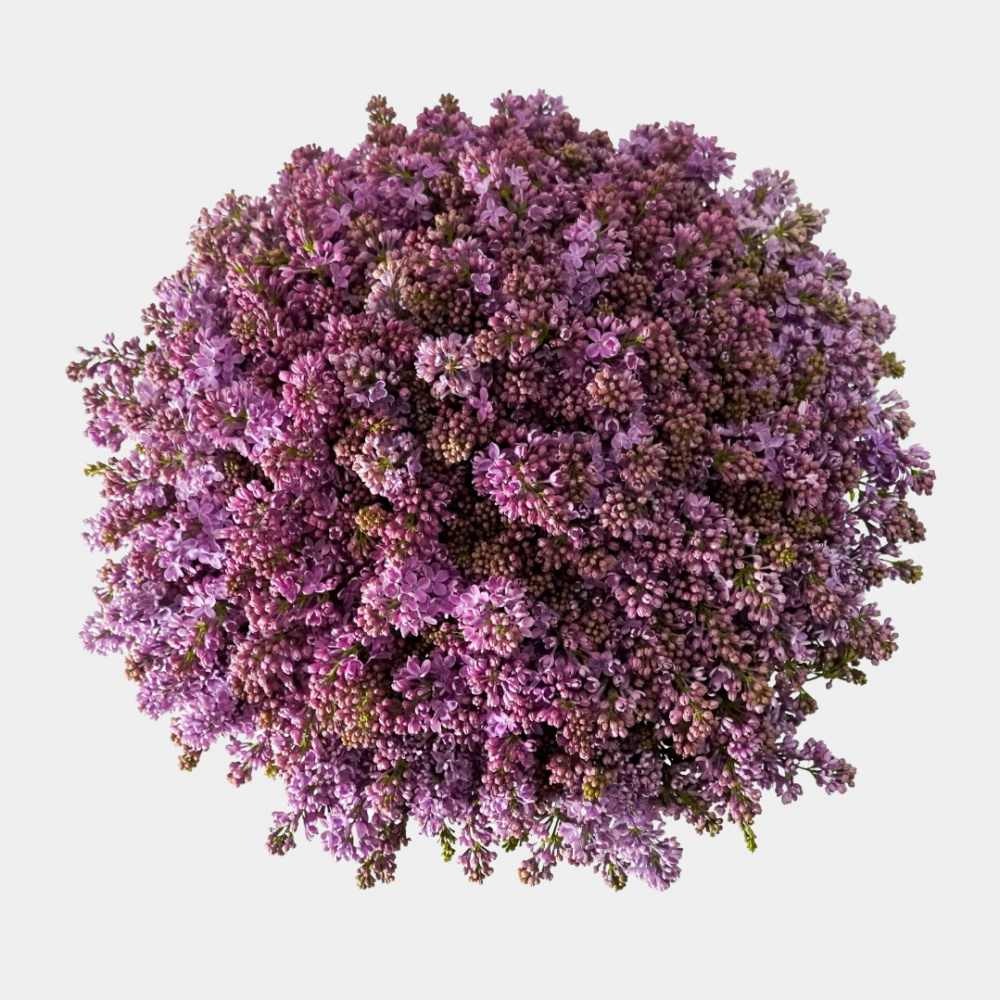 Моно букет M4189