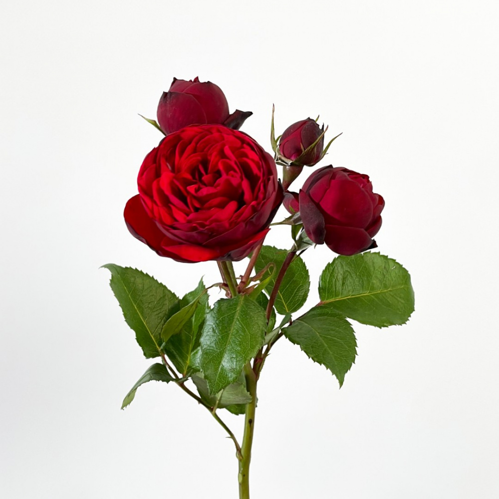 Кустовая роза Red Piano