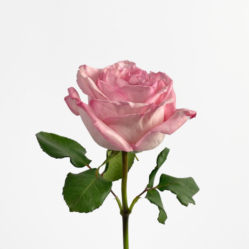 Роза Pink O'Hara