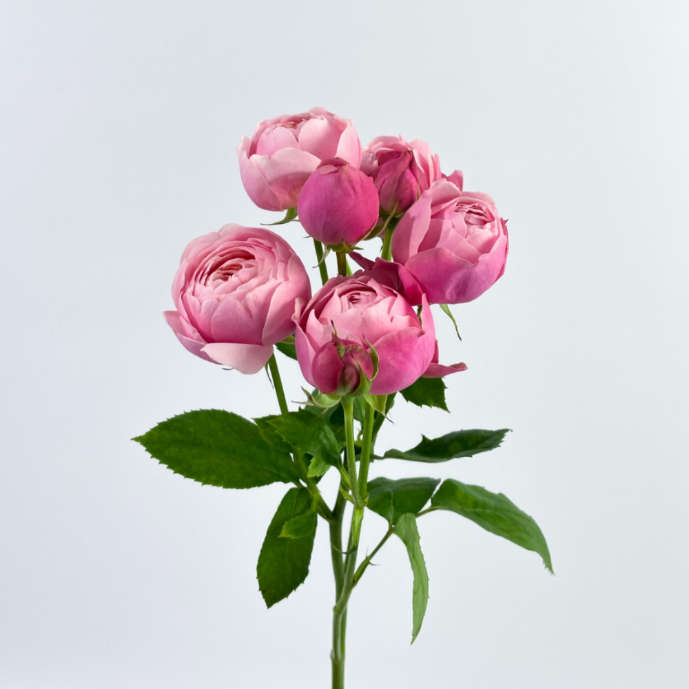 Кустовая роза Silva Pink