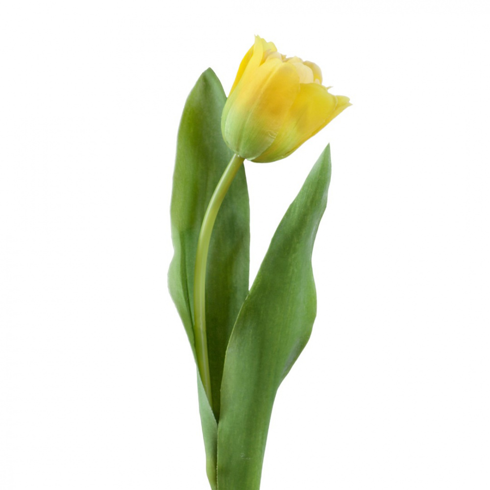 Тюльпан Даймонд золотистый