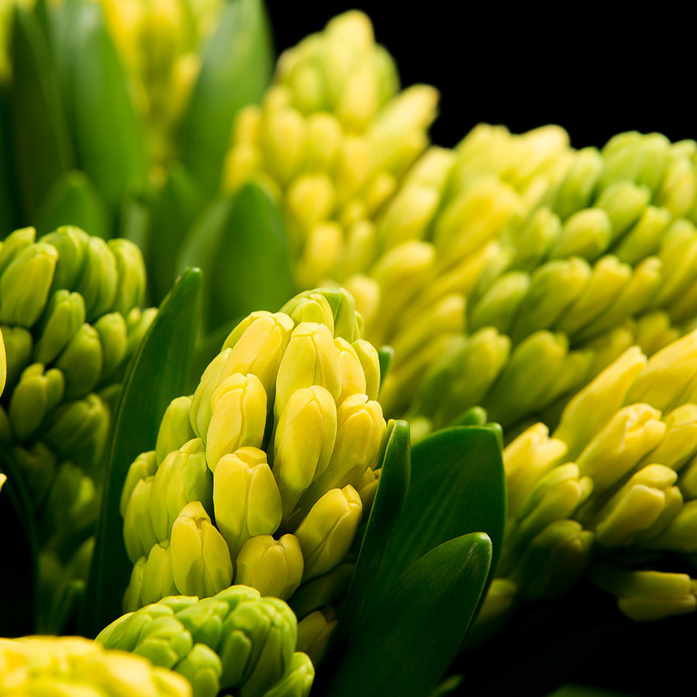 Гиацинты Yellow Queen