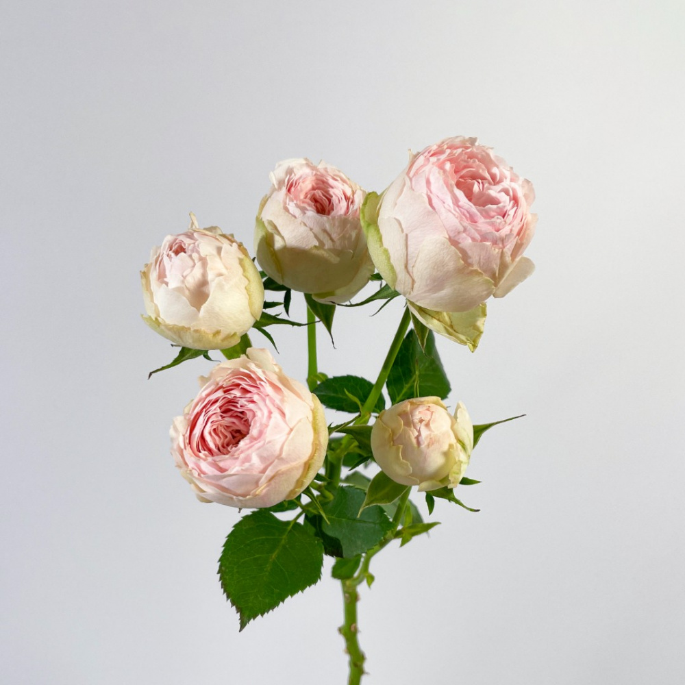 Кустовая роза Mansfield Park