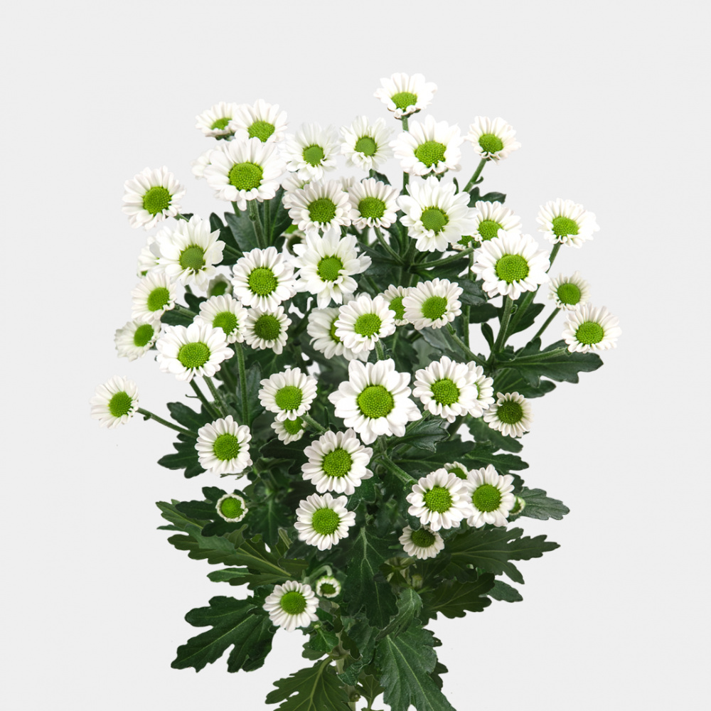 Сантини Маддиба Белая