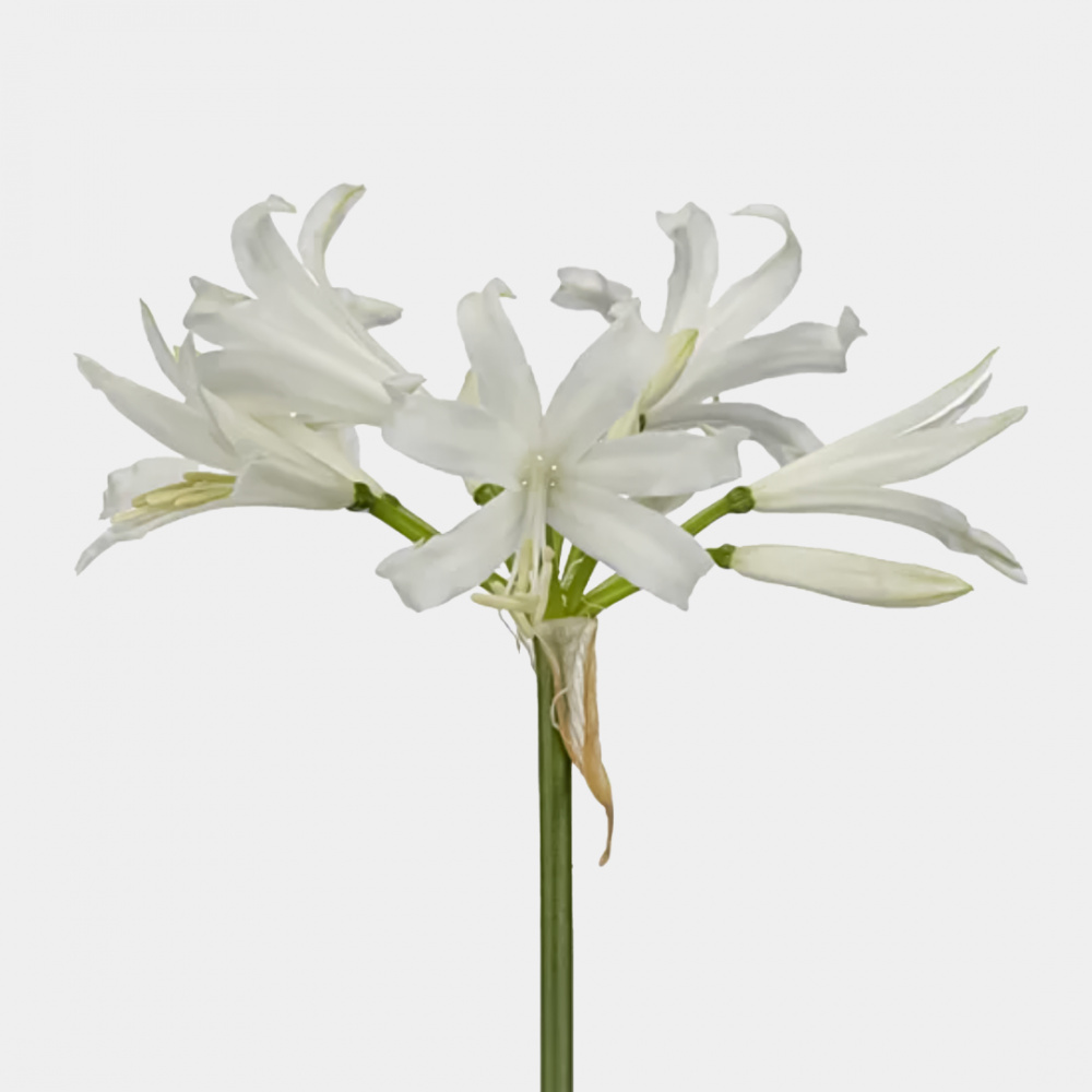 Нерине белая