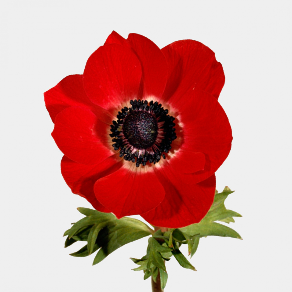 Анемон красный