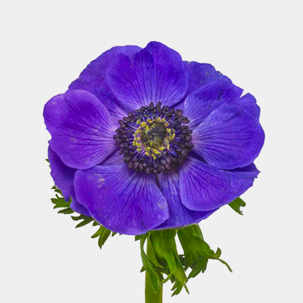 Анемон синий