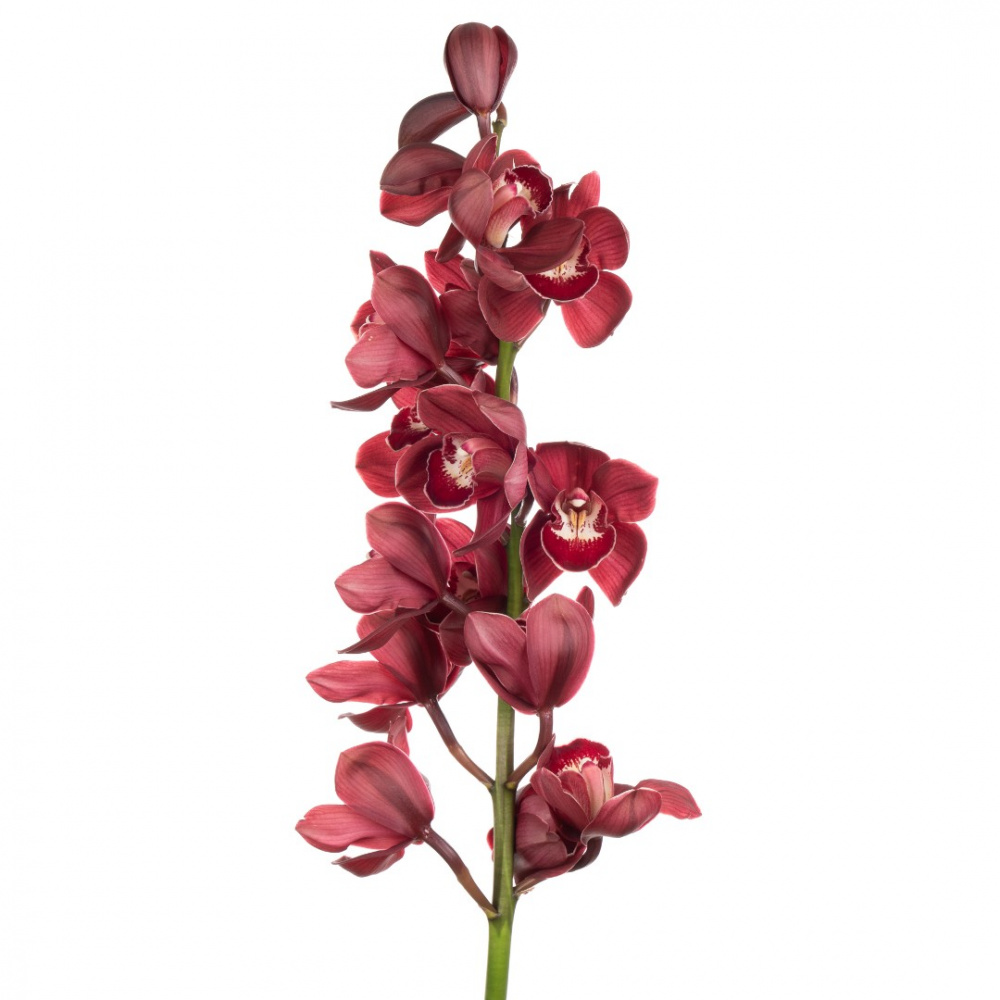 Орхидея Цимбидиум Блуди Мэри