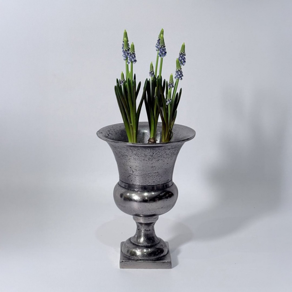 Мускари в кашпо